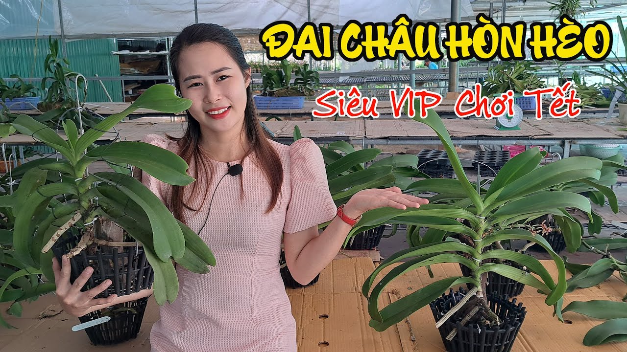 Tuyệt t&aacute;c đai ch&acirc;u H&ograve;n H&egrave;o chơi tết | Hoa Lan Market - Vườn Lan B&aacute; Ninh