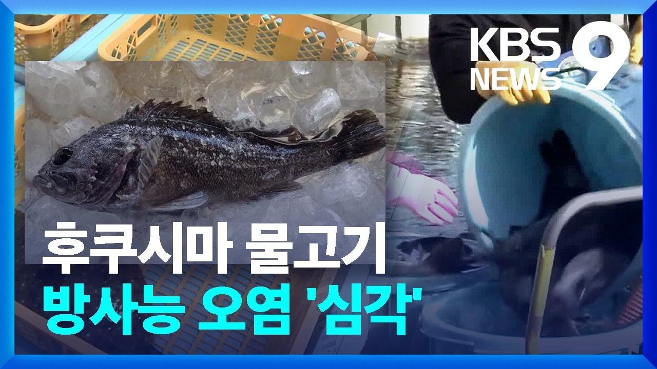 후쿠시마 원전 항만에 세슘 물고기…“원전 오염수 관리 불능” / KBS  2022.07.01.
