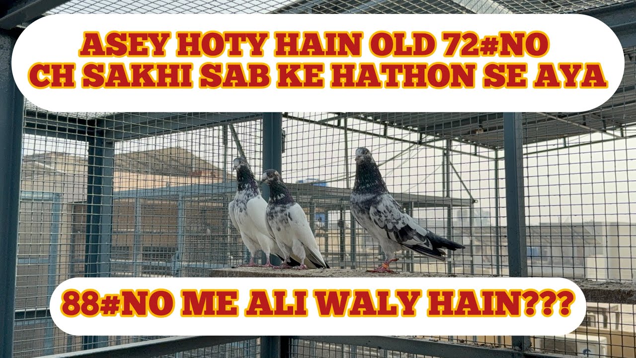 72 NO IN KO KAHTY HAIN||OLD IZ GOLD JO CH SAKHI SAB || SE AYA HUWA HA 88 NO ME ALI WALY HAIN YA NI??