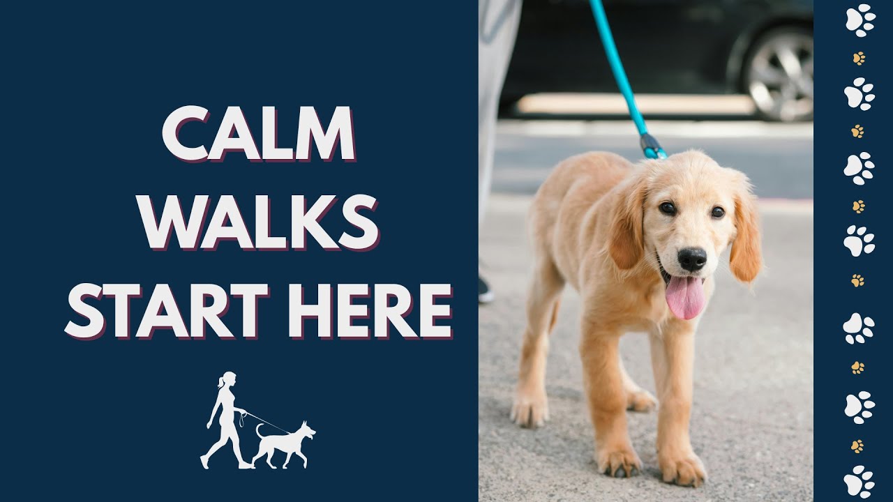 The Secret to Stress Free Dog Walks