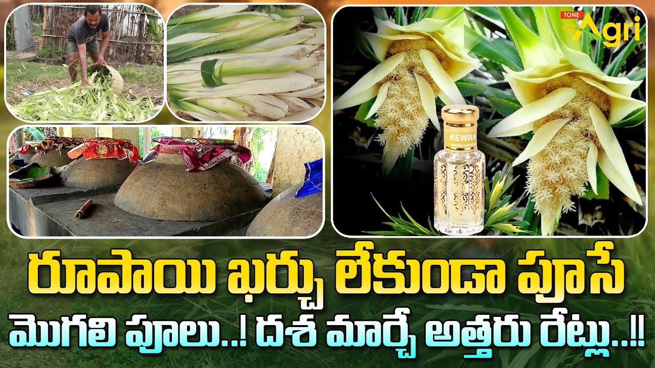 రూపాయి ఖర్చు లేకుండా పూసే మొగలి పూలు..! Mogali Puvvu Attar | Litter Cost 4-5 Lakhs | Tone Agri