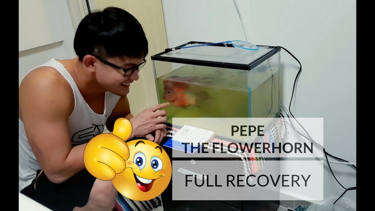 PEPE'S FULL RECOVERY! Treating my Sick Flowerhorn Fish in 4 days! | Furan 2