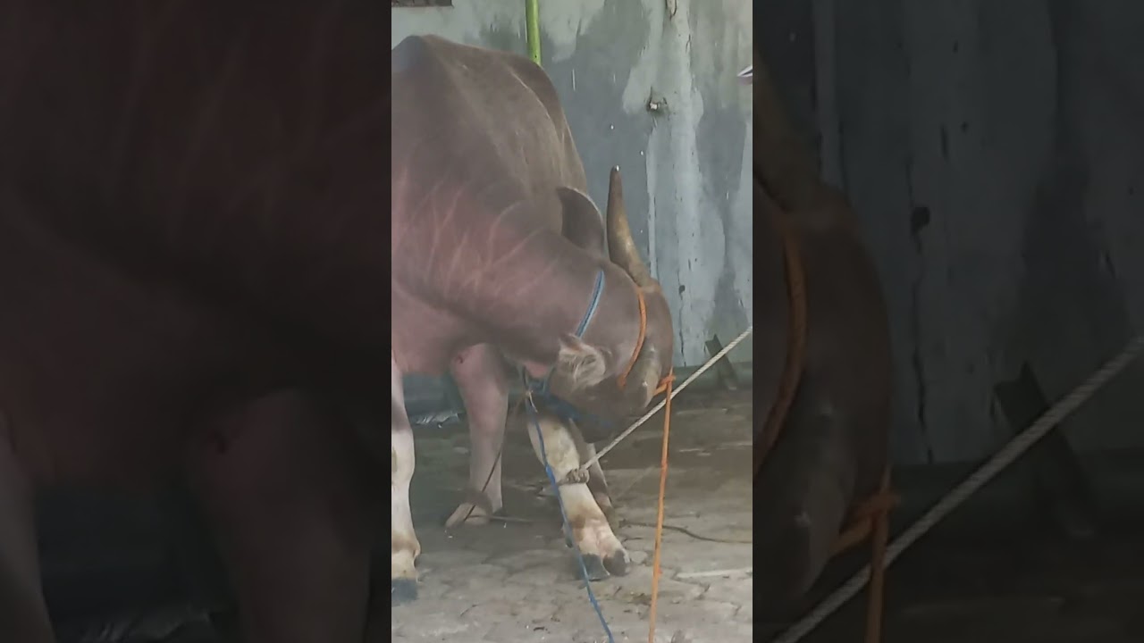 Qurban kerbau mau disembelih penuh dengan ketegangan untuk merobohkan #subscribe #youtube #qurban