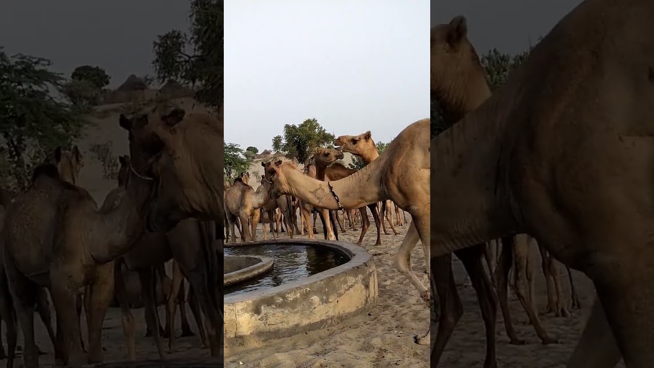 popular camel|white Desert #viral #trending #shorts