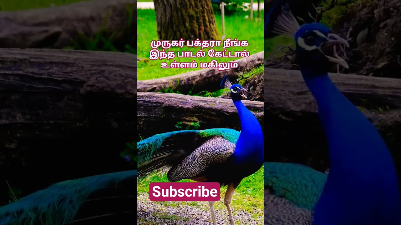Murugan#bakthi#song#sanmuga#maruthamalai#muruga#vetrivel#mueuga#music