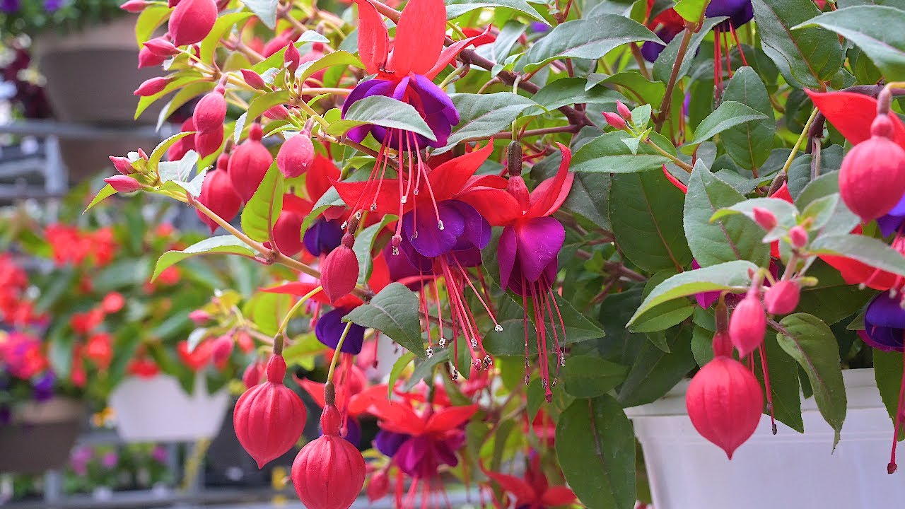 Hanging Baskets for Summer Blooms in Sun and Shade