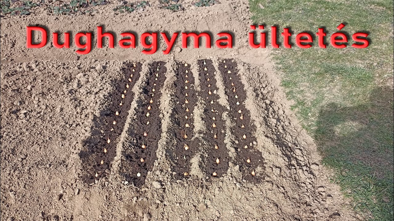 Dughagyma &uuml;ltet&eacute;s, 2024 02 21