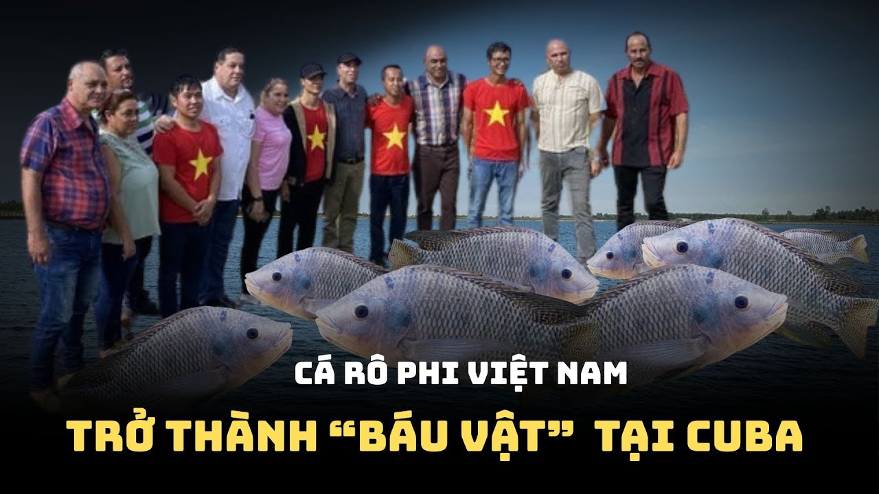Cá Rô Phi Việt Nam Trở Thành 
