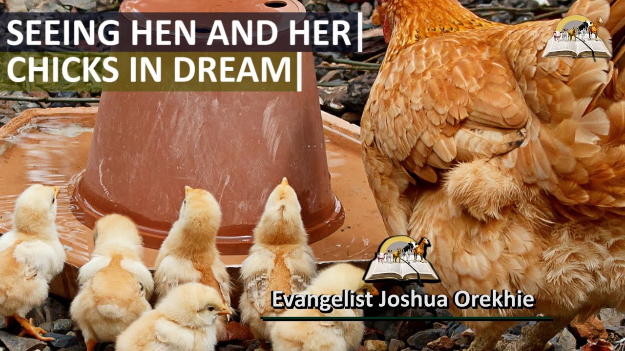Dream of Hen and her Chicks - Biblical Meaning of Baby Chickens