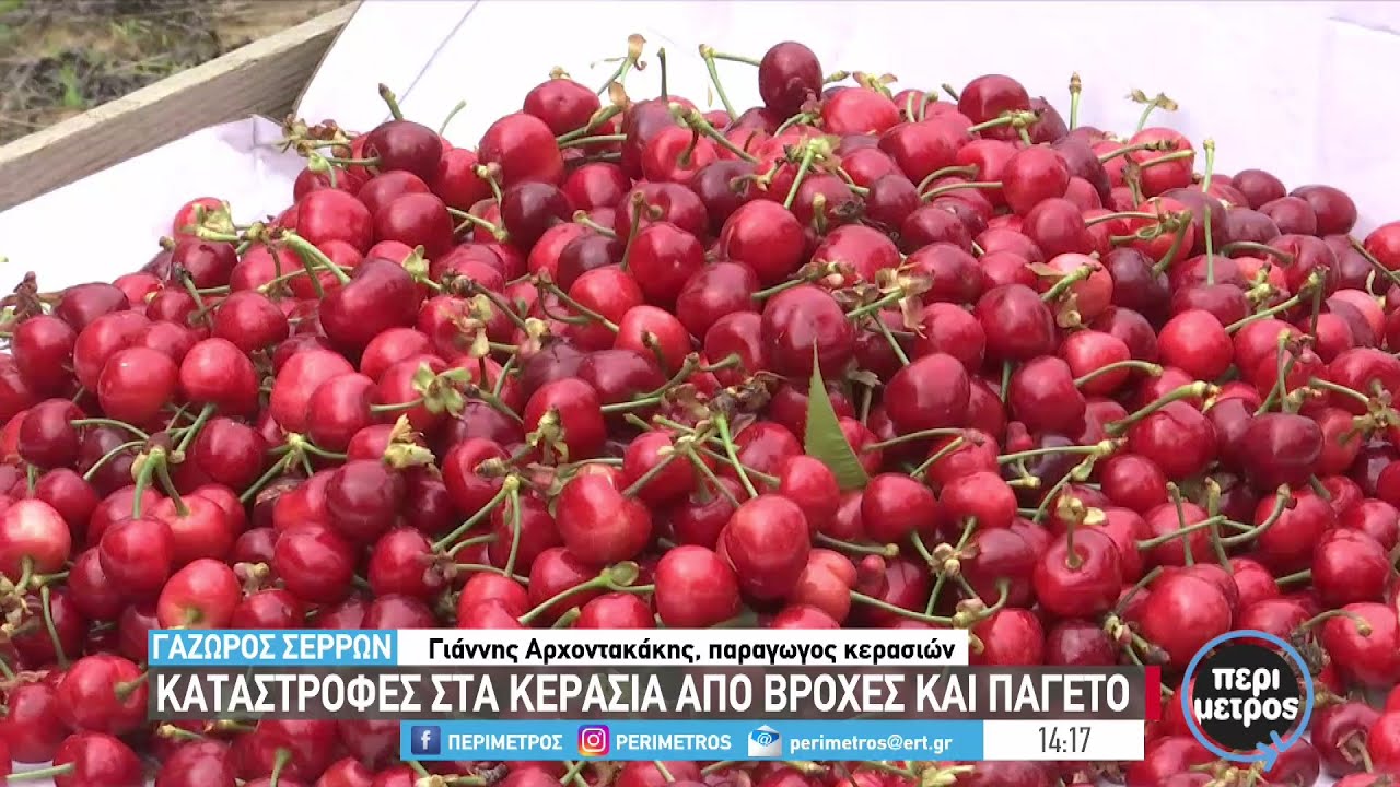 Ξεκίνησε η συγκομιδή των κερασιών στο Γάζωρο Σερρών | 16/05/2023 | ΕΡΤ