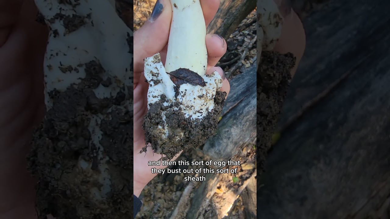Look out for deathcap mushrooms! There's been a lot this season if you're foraging in California