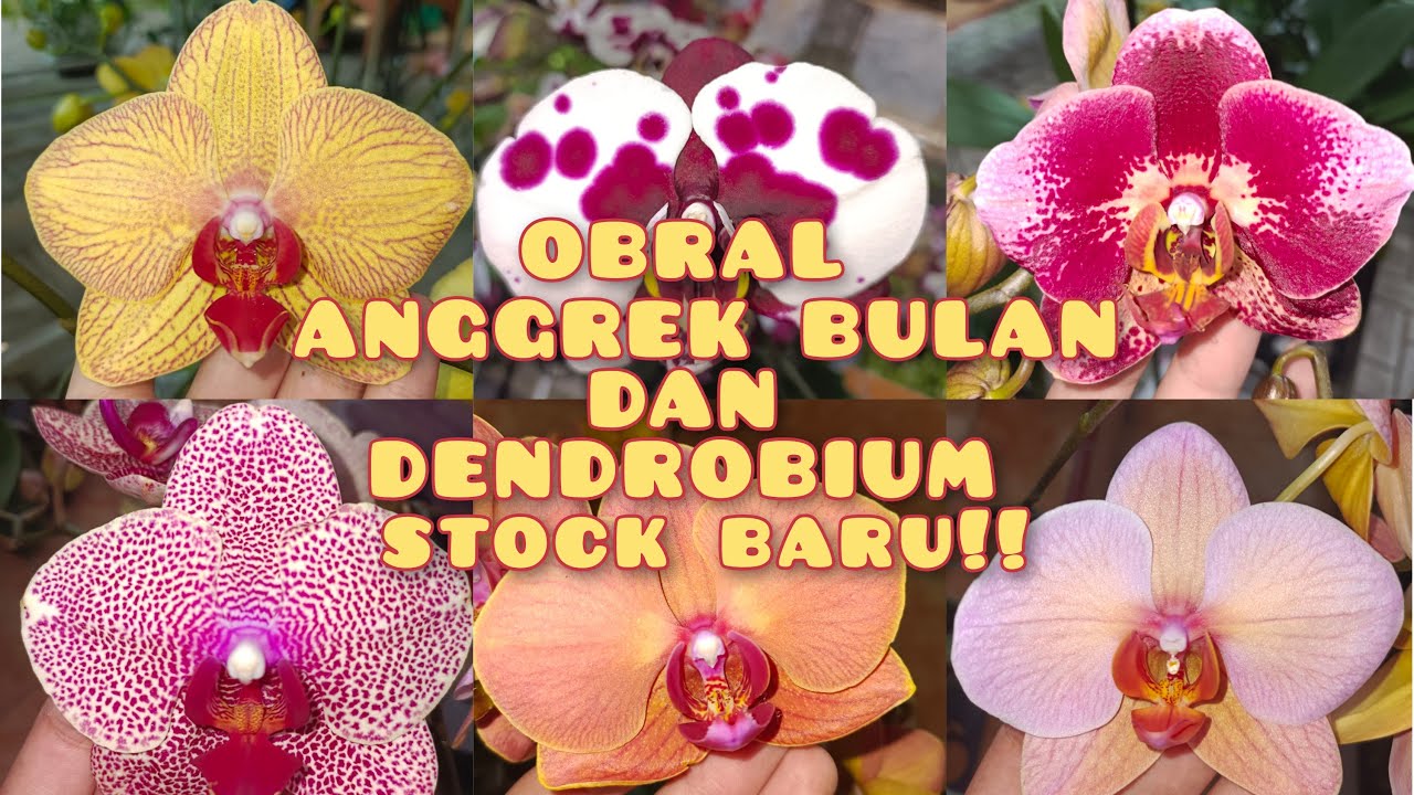 OBRAL ANGGREK MURAH MERIAH❤❤ ADMIN 085655696848
