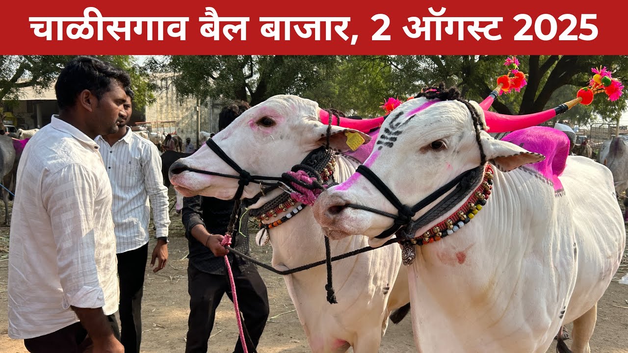 🛑Live चाळीसगांव बैल बाजार 😍 2 ऑगस्ट 2025 | छोटू शेठ यांच्या दावणीतील सौदेबाजी😂 Chalisgaon bail bazar