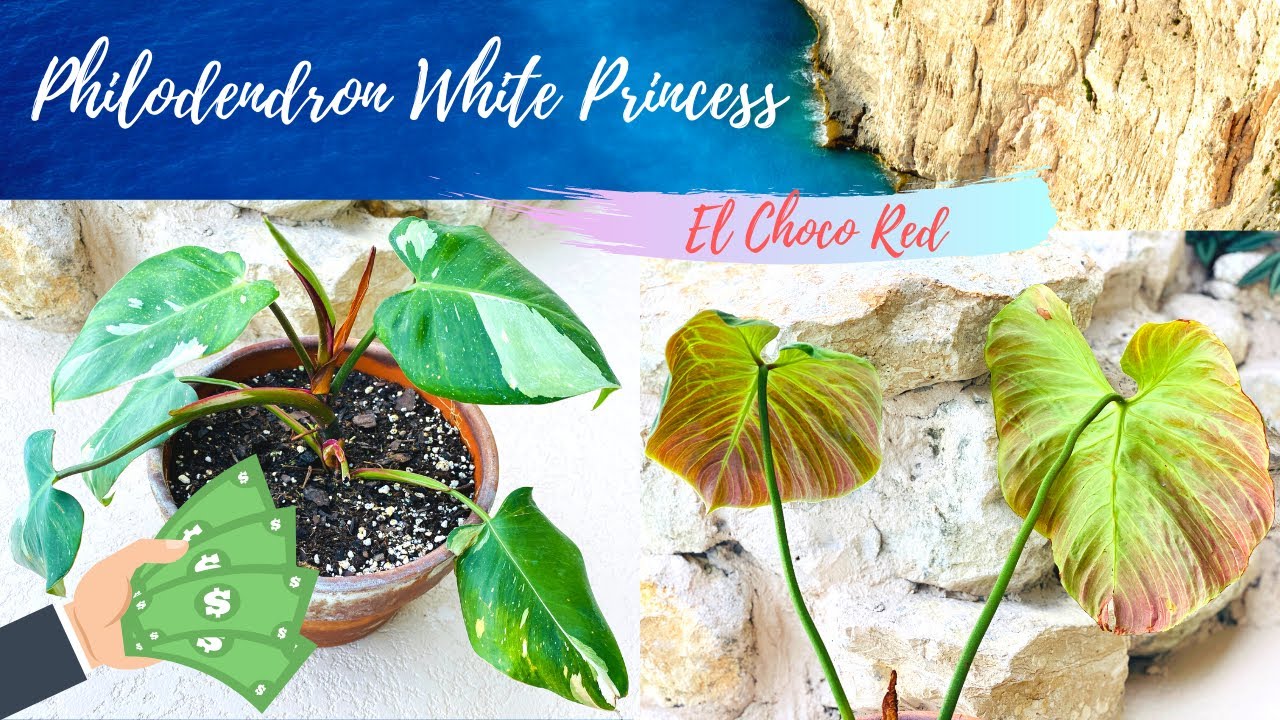 Philodendron White Princess and El Choco Update
