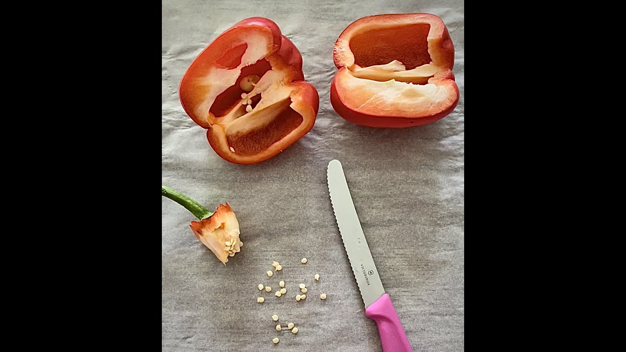 Paprika's hergroeien, Regrowing and Propagation paprika