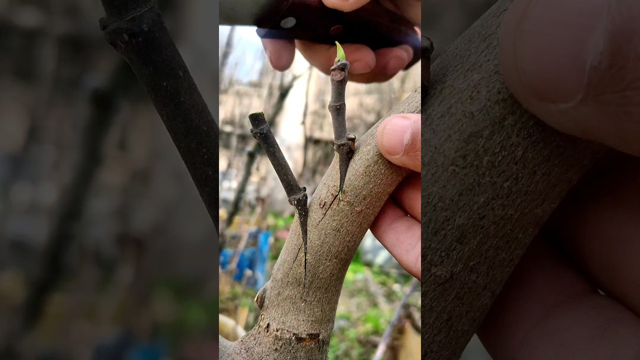 Best grafting techniques fig tree grafting #farming #gardeningtips #mango #rose