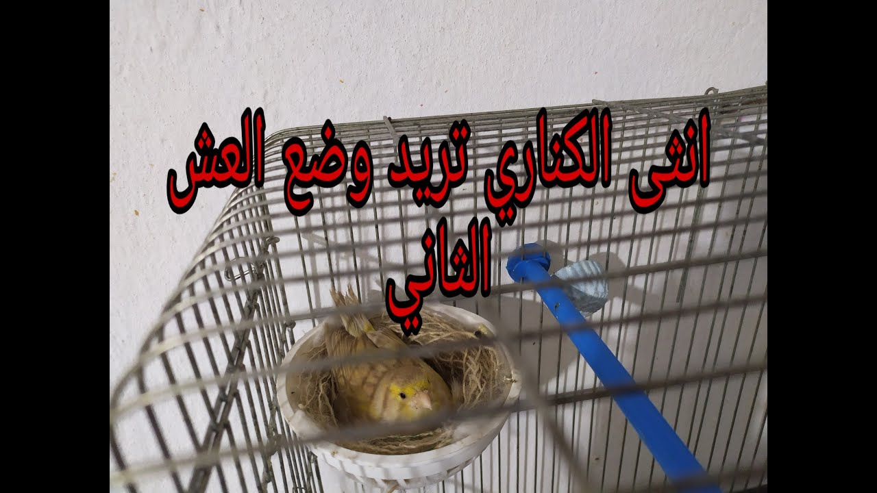 كيف اتعامل مع انثى الكناري ارادت وضع عش ثاني