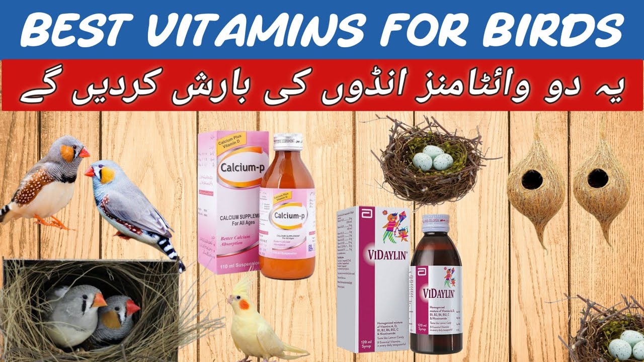 Best Vitamins and Minerals for Birds | How to Give Them the Right Way