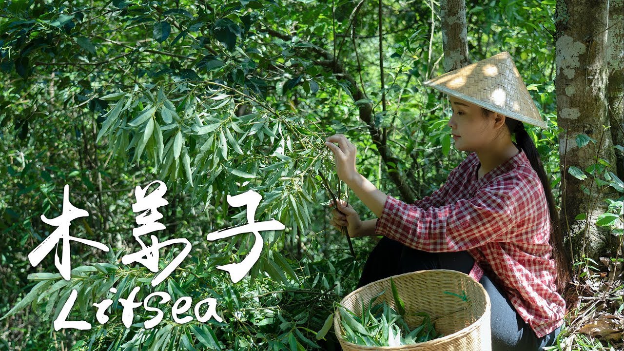 劝退北方人的南方调料，「味之山妖」——木姜子【滇西小哥】