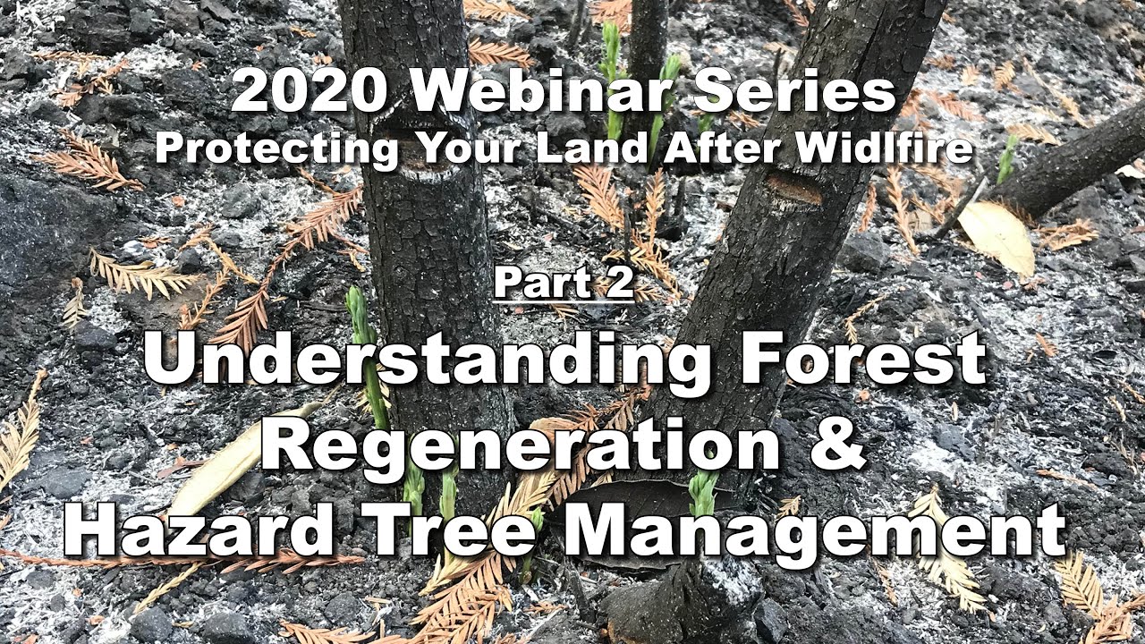 Understanding Forest Regeneration & Hazard Tree Management