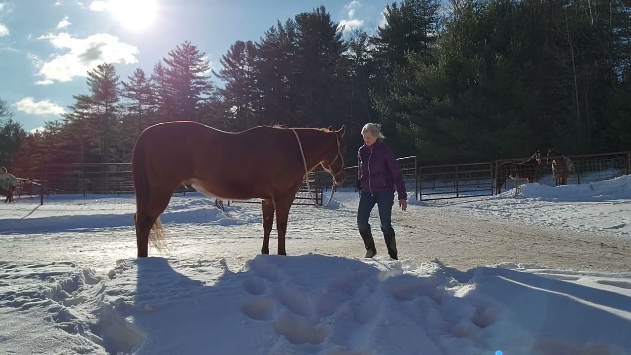 RR Feb. 2026 Challenge - Zippy Picking Up Feet w- Cue