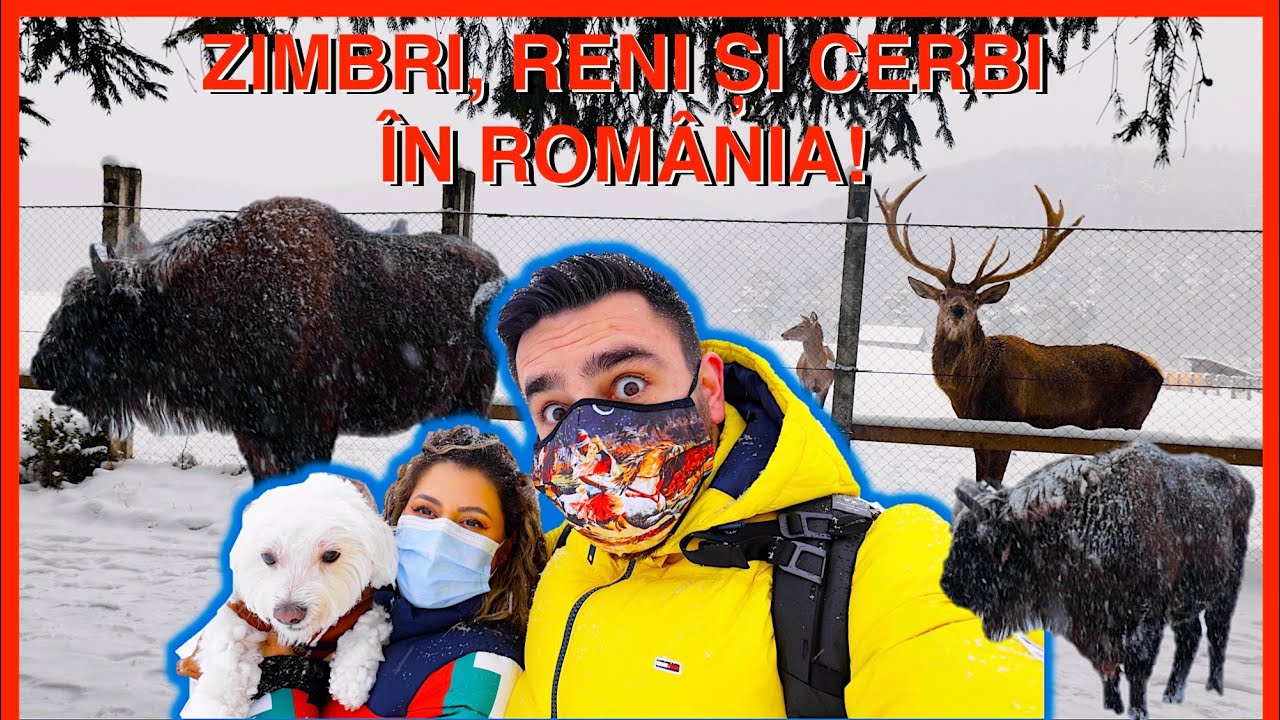 UNDE MAI GĂSEȘTI ZIMBRI ÎN ROMÂNIA? (Reni, Cerbi și multă zăpadă)