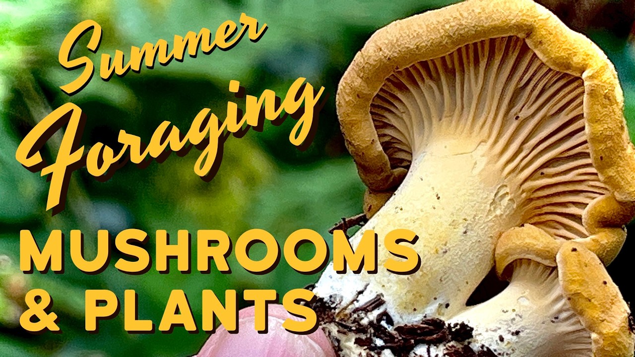 Summer Foraging in PNW - Summer Chanterelles, Selfheal, Wild Berries & More! Wild Plant, Mushroom ID