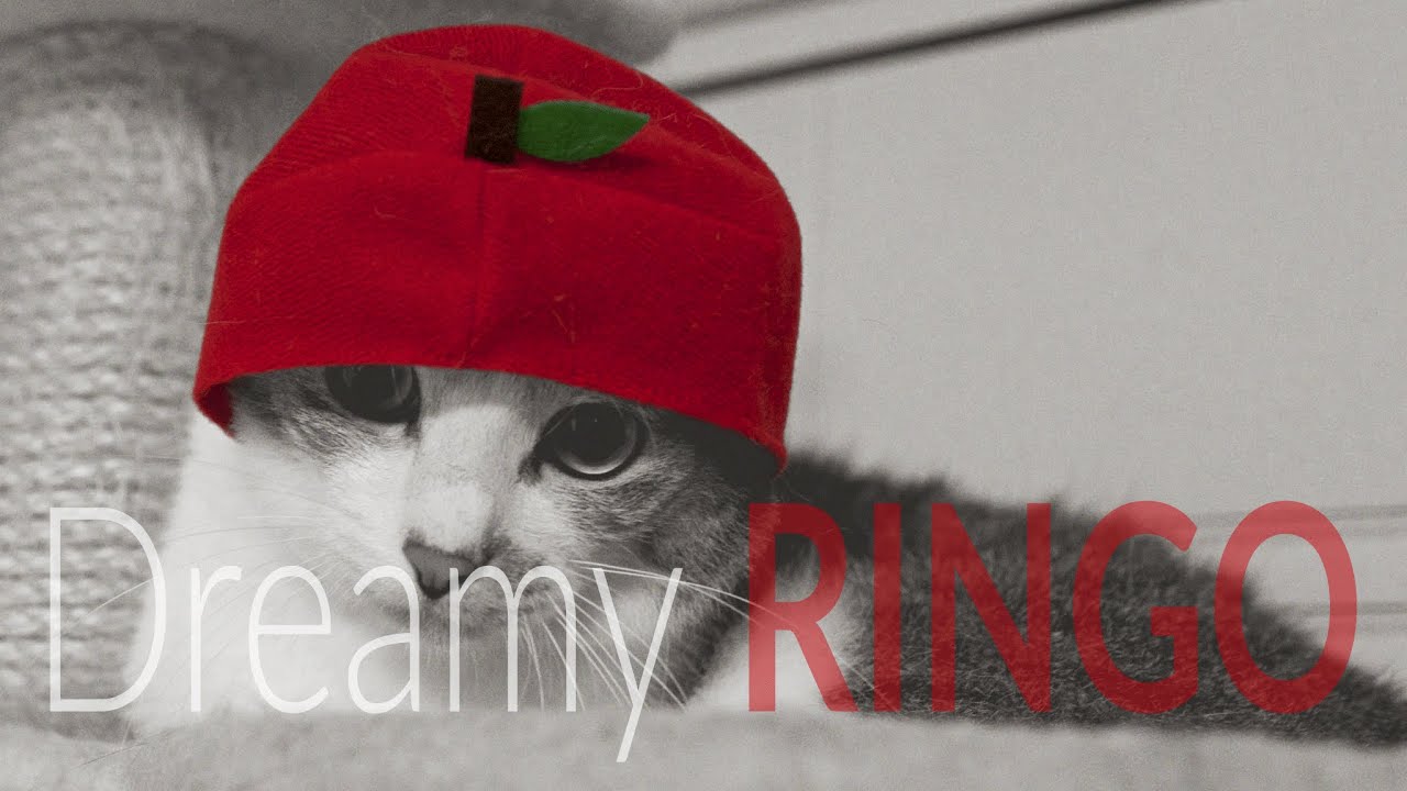 Dreamy RINGO — Night 9