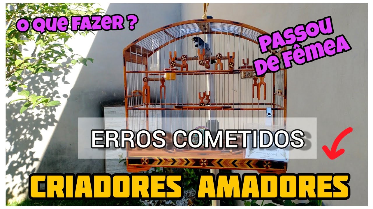 ERREI A MEXIDA |  COLEIRO PASSOU DE FÊMEA : E AGORA ? COMO RESOLVER