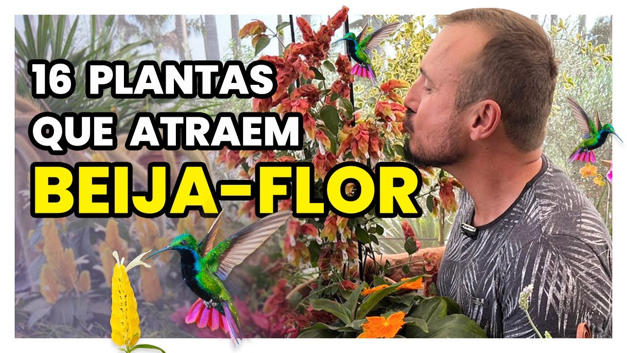 16 PLANTAS QUE ATRAEM BEIJA-FLOR