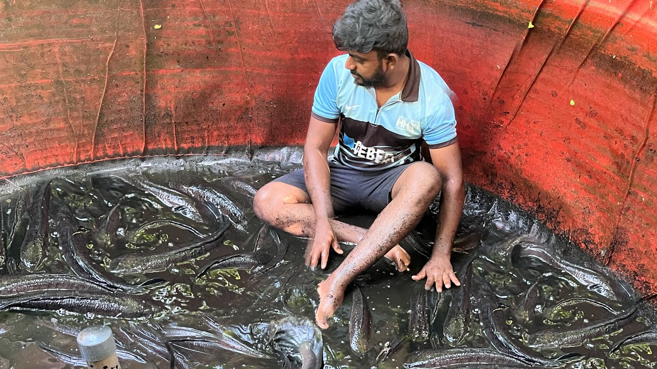 വരാൽ വളർത്തി വെറും 4മാസം കൊണ്ട് വിളവെടുക്കാം| varal fish harvesting in kerala