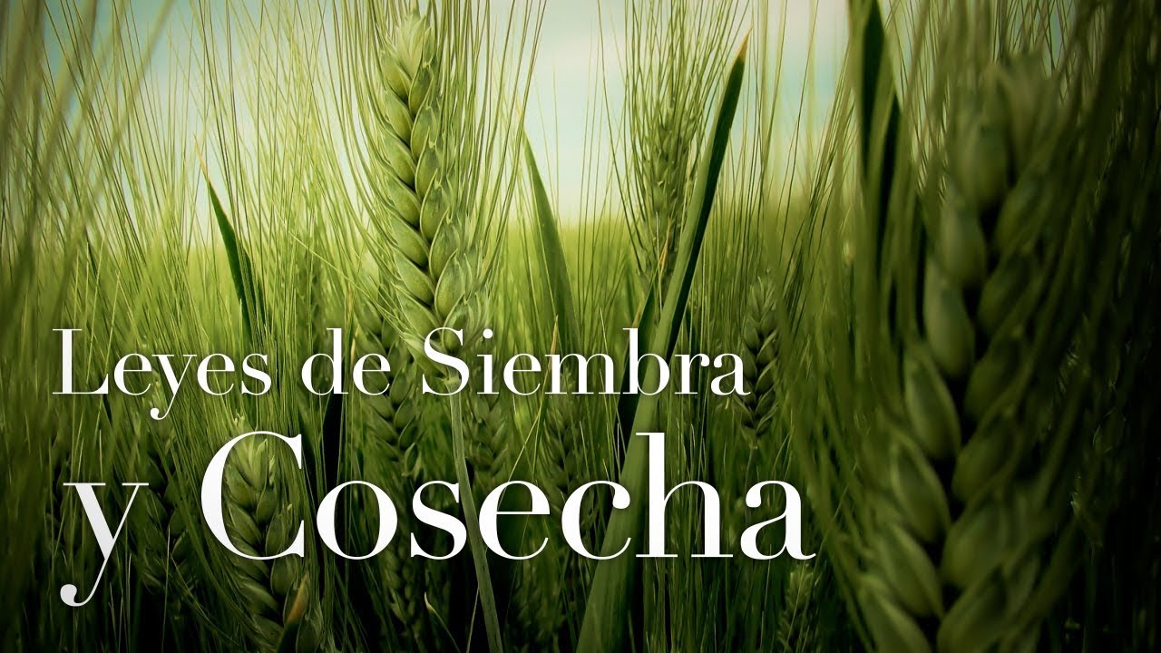Las leyes de siembra y cosecha. Parte 1