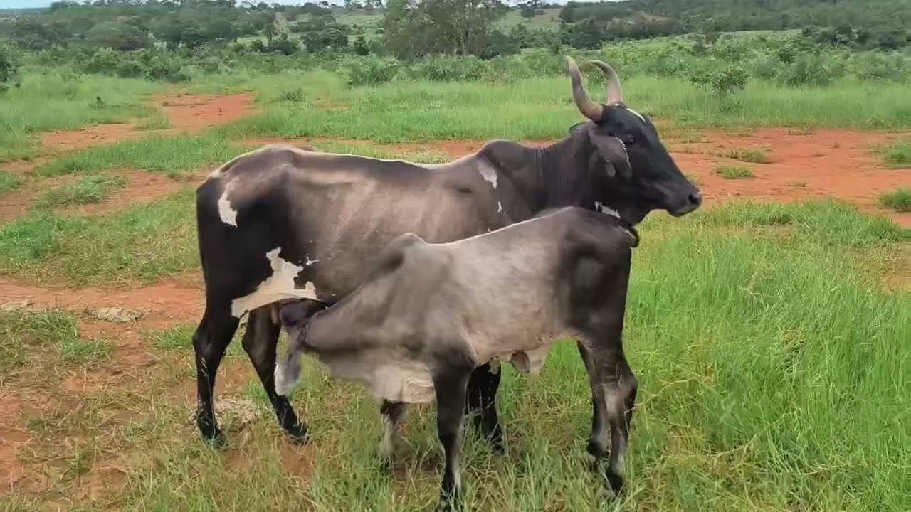 Dia de lida com a Maria Clara 