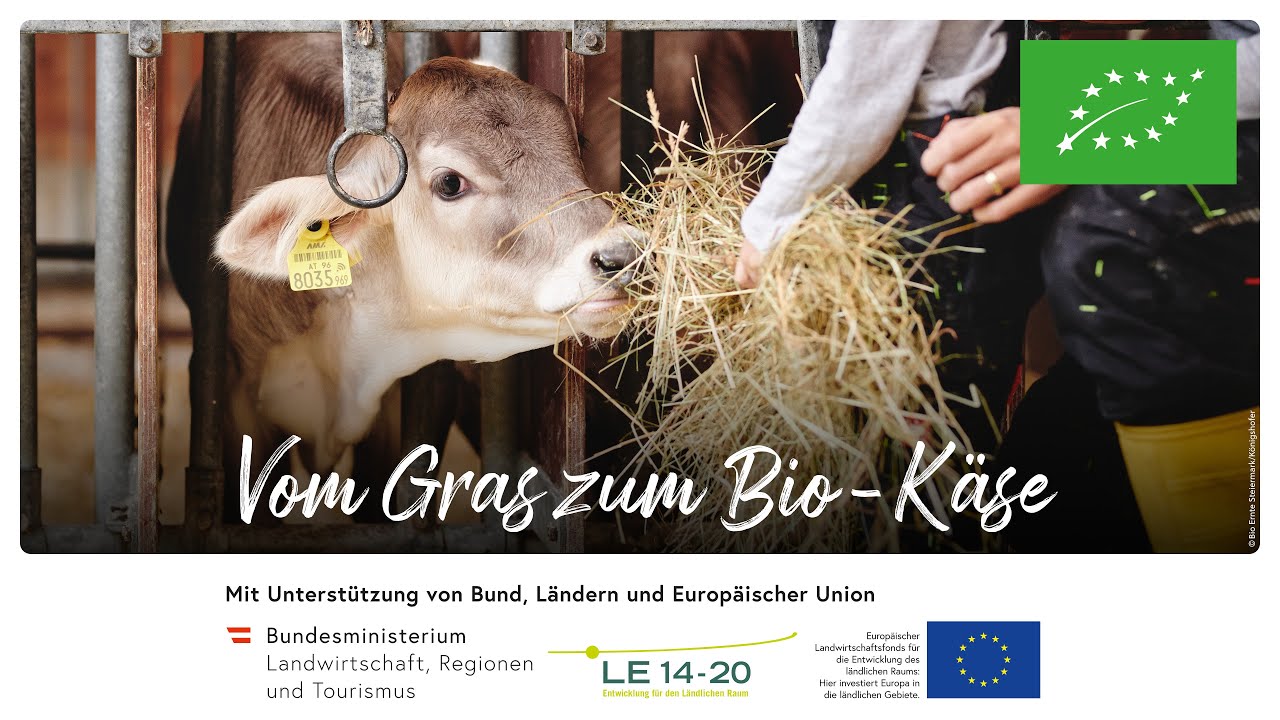 Vom Gras zum Bio-Käse