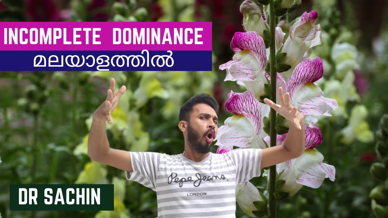 incomplete dominance | മലയാളത്തിൽ | knowledge vlogger | class 12 | snapdragon