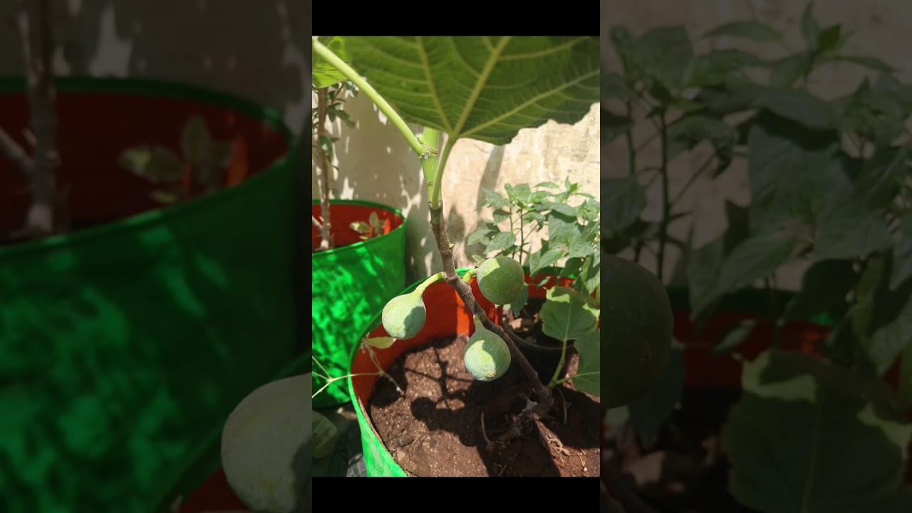 #garden @HookedandRooted @terracegardening @urbangardeningofficial