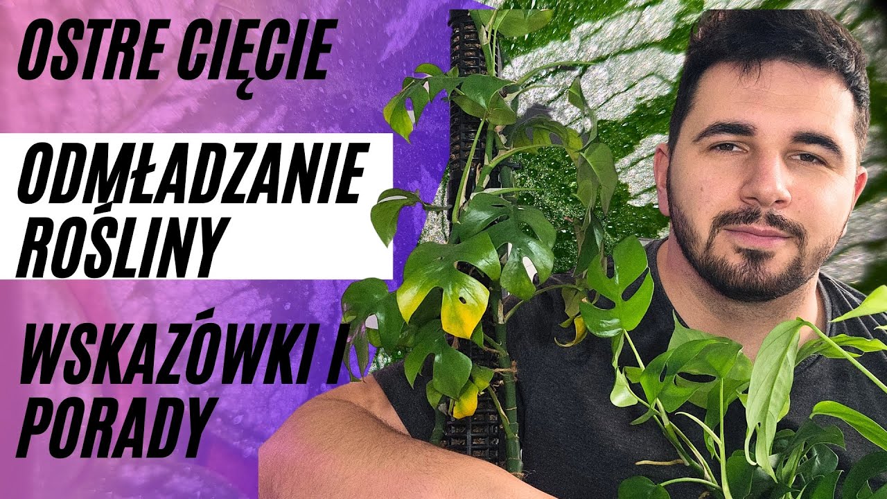 Raphidophora Tetrasperma 🌿 OSTRE CIĘCIE  I NOWA ROŚLINA 💚