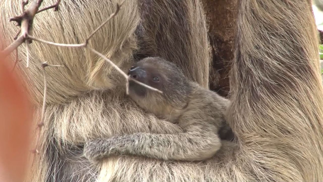 Surprise Baby Sloth Birth at London Zoo