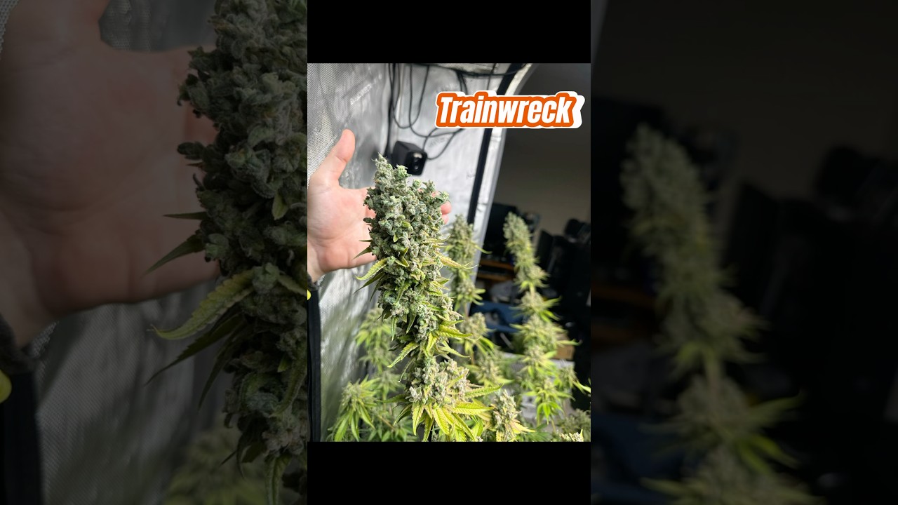 Day 86F - Top Heavy - Harvest Day - Spring 2025 #grow #trees #homegrown