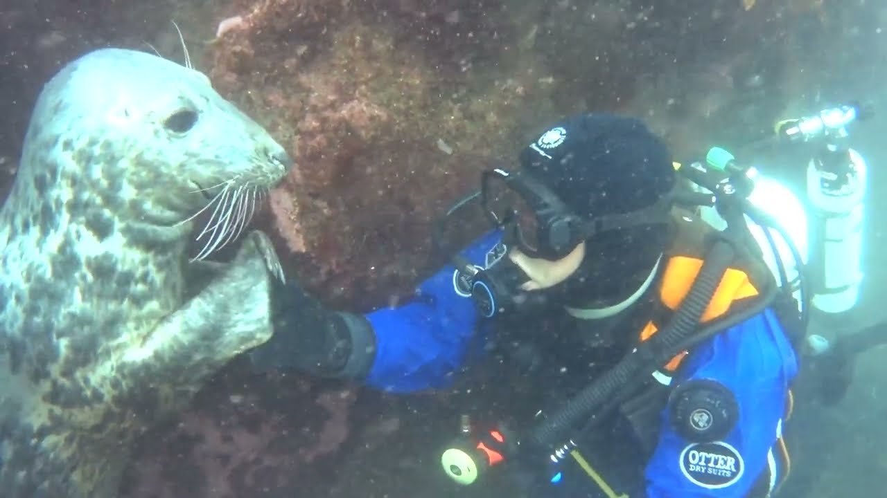 I'd never met this seal before