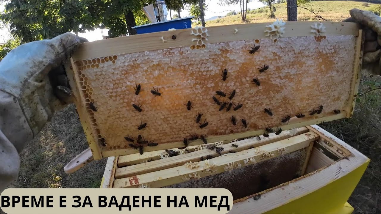 ВРЕМЕ Е ЗА ВАДЕНЕ НА МЕД