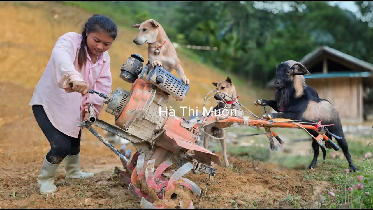Vietnamese girl plows field with dog and goat to grow vegetables for new crop - ha thi muon