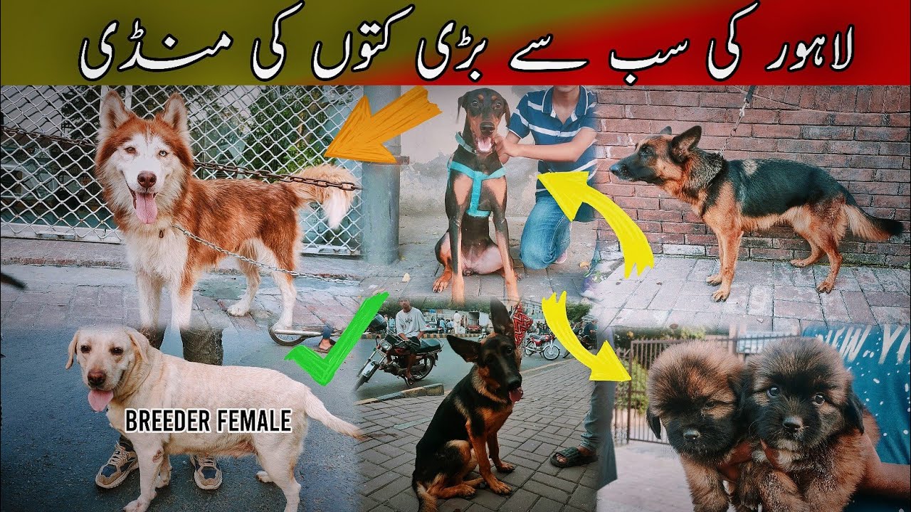 Dogs Ki Mandi, Lahore ✅19 Oct | Tollinton Market Lahore | Exploring with YASIR | Special Dogs Market