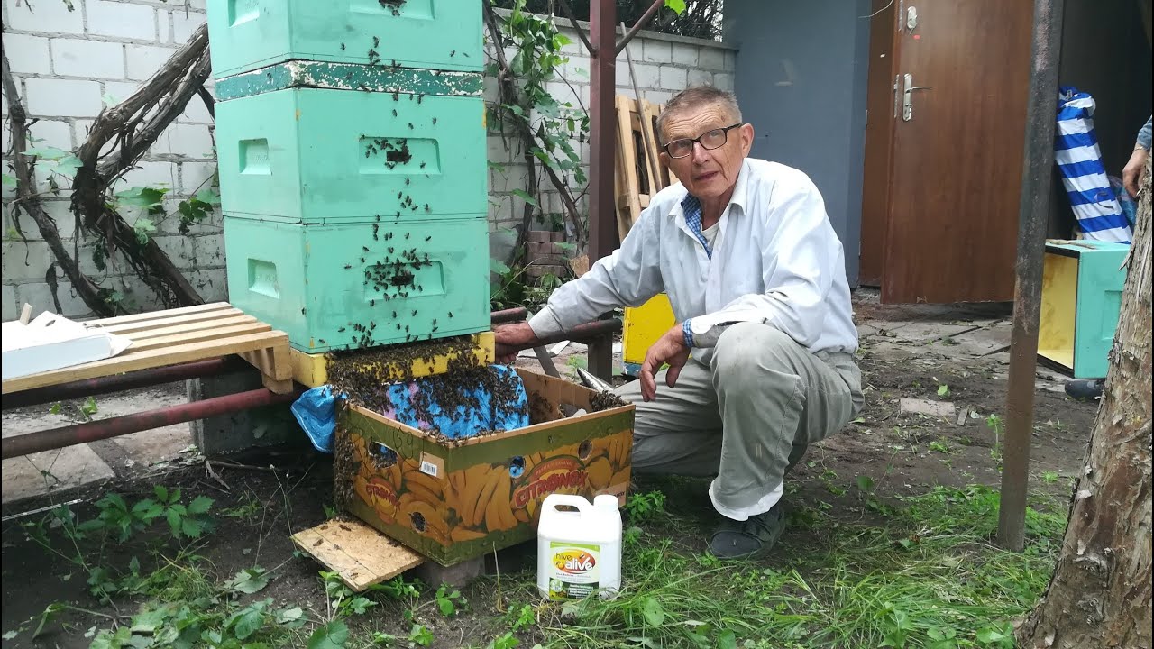 Odbieranie miodu i podkarmianie HiveAlive wg M. Dobraczyńskiego wraz z R. Pilichowskim