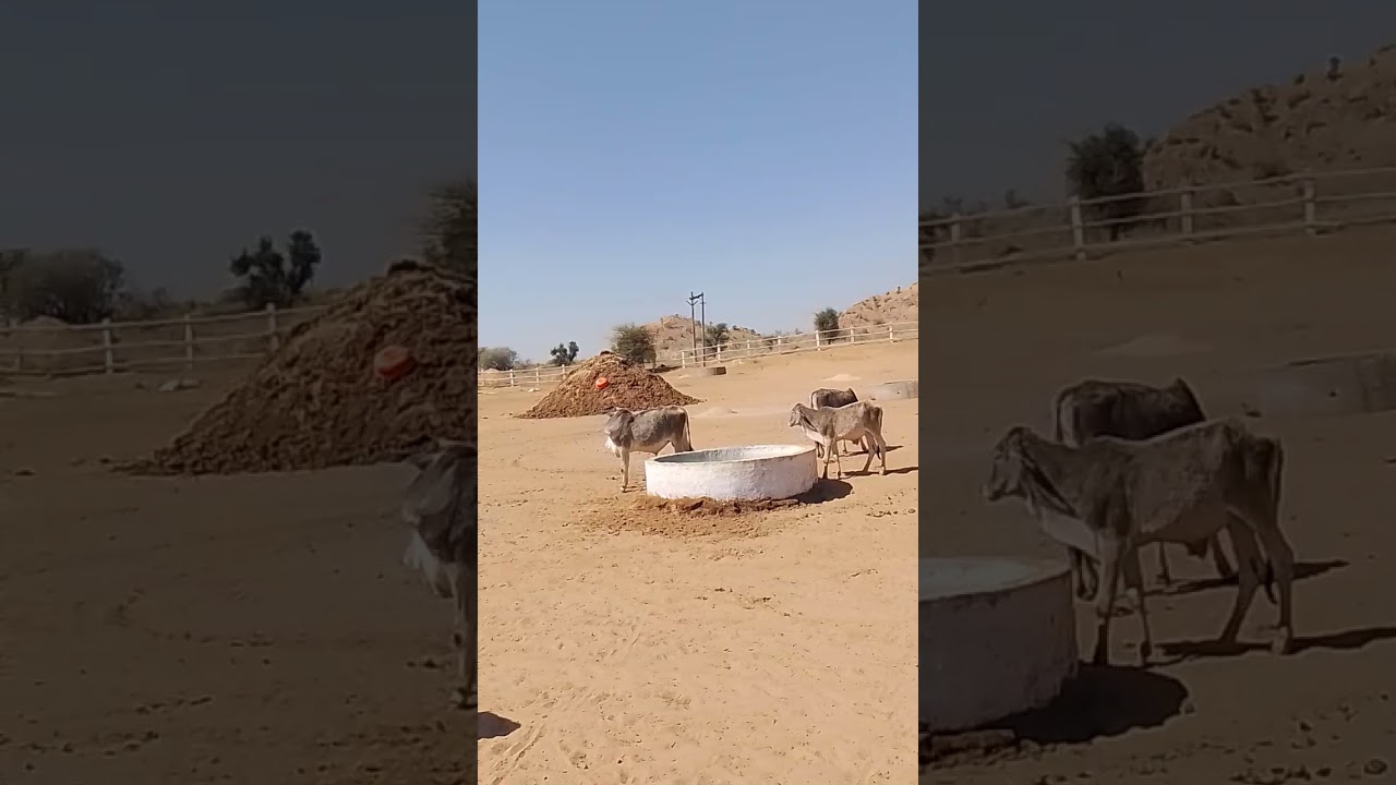 बैरठ जालौर में पथमेड़ा शाखा की 64वी गौशाला बनने जा रही है बड़ी गौशाला है #jalore#pathmeda#rajasthan#