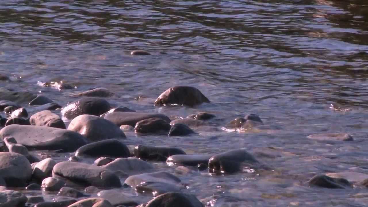 Fliegenfischen auf Atlantische Lachse an der Orkla