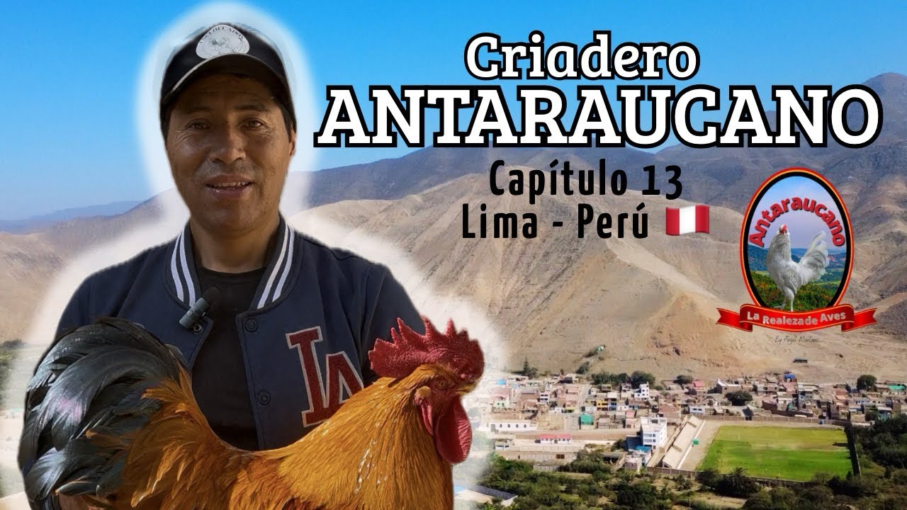 Criadero de gallinas de razas Antaraucano - Capítulo 13 - Entrevista a Criadores