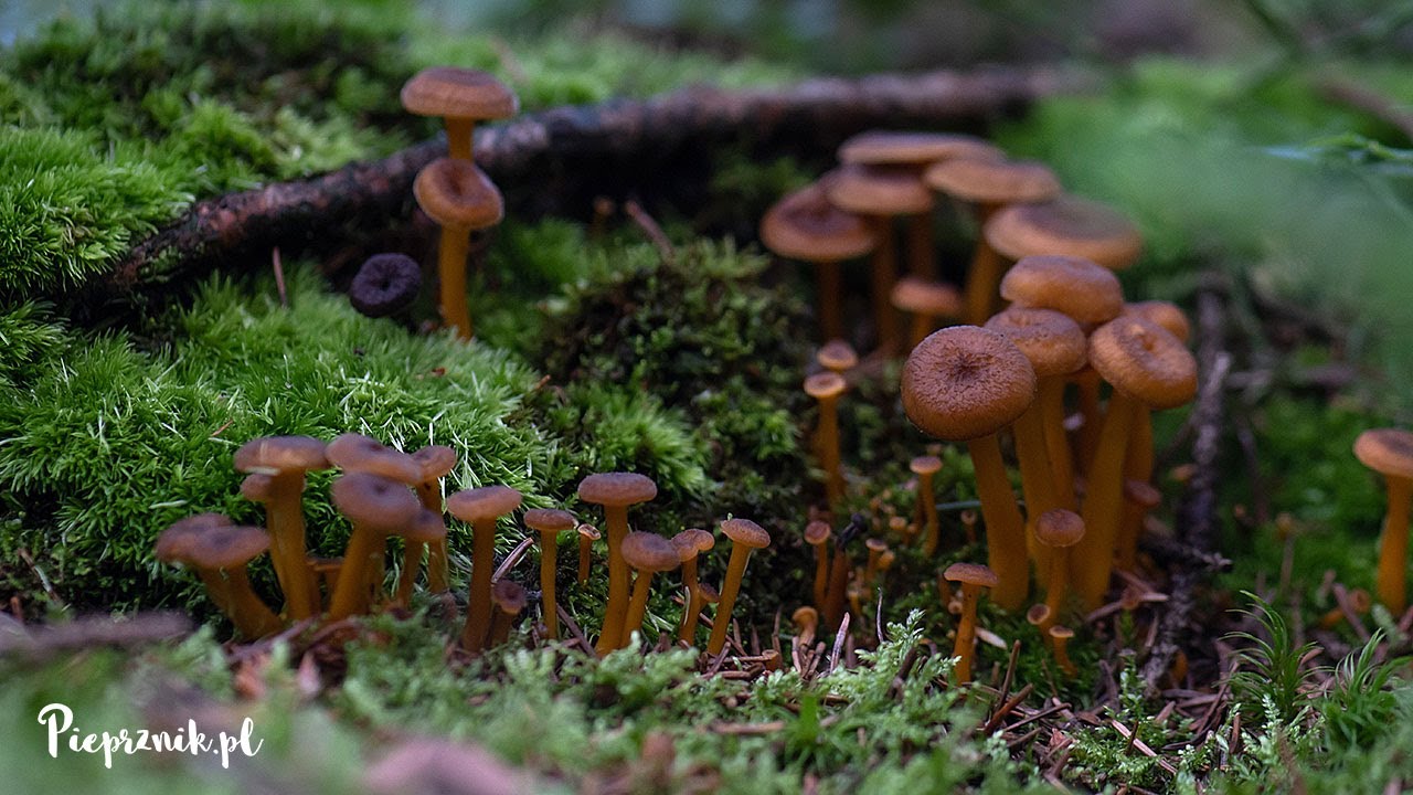 Pieprznik trąbkowy (Craterellus tubaeformis) - co za pojaw (wysyp) tego pysznego grzyba!