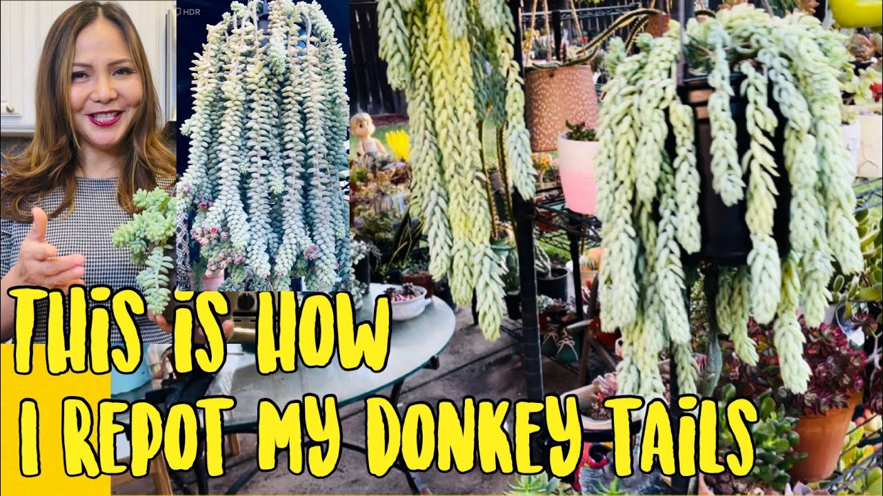 How to Repot Donkey Tail or Burro Tail Successfully | Succulents by Vonny