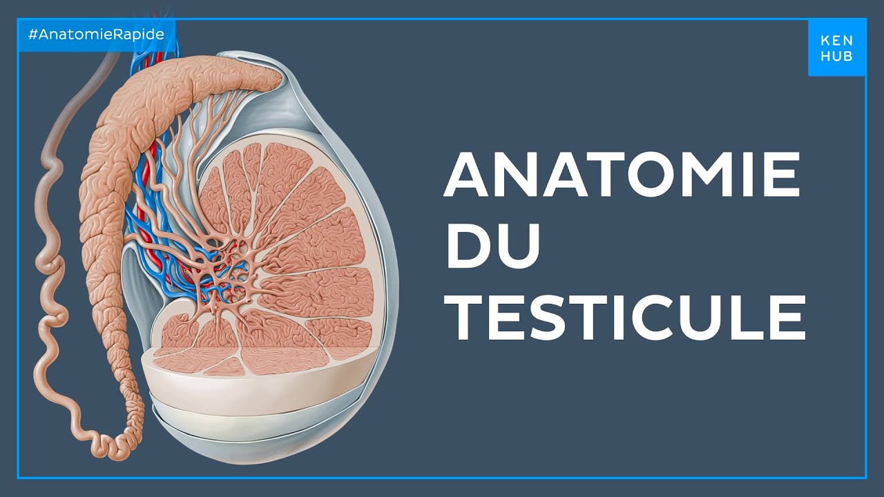 Anatomie du testicule - Anatomie Rapide | Kenhub